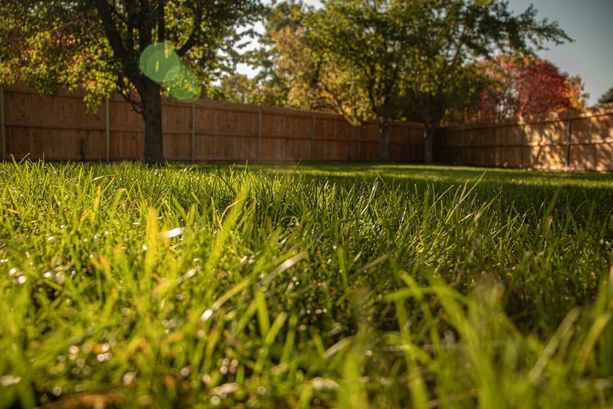 New Lawn Turf Installation